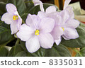 Flowers. 8335031