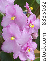 Flowers. 8335032