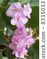 Flowers. 8335033
