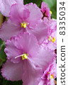 Flowers. 8335034