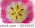 Tulips. 8335035
