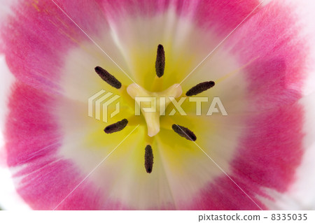 Tulips. 8335035