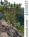Summer  landscape. 8335037