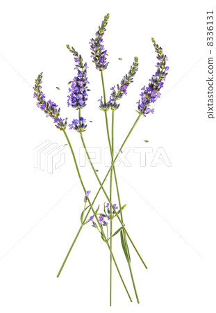 lavender flowers isolated on white 8336131