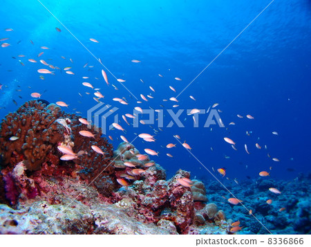 一群美麗的熱帶魚 8336866