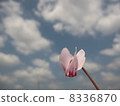Cyclamen 8336870