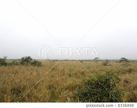 Kushiro moor in the fog Kushiro moor in the fog 8336898