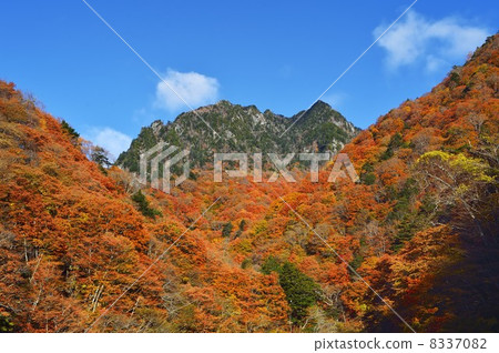 Nishizawa谷的秋季葉子和cockskray 8337082