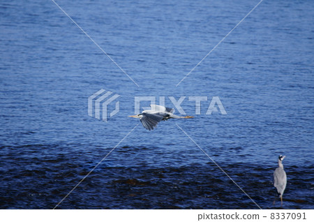 Shigease Hiroshi 8337091