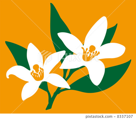 Orchid flowers 8337107