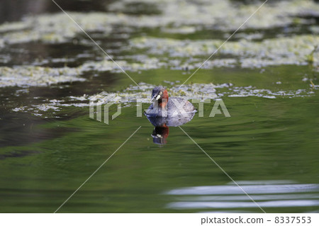 鸊鷉 鸊鷉 8337553