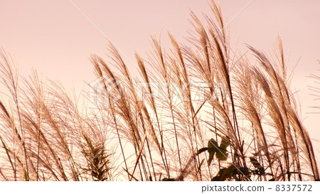 Ear of sky and squirrel evening glow 8337572