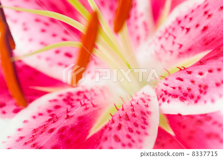 Beautiful lily close-up view 8337715