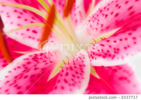 Beautiful lily close-up view Beautiful lily close-up view 8337717