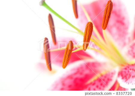 Beautiful lily close-up view Beautiful lily close-up view 8337720