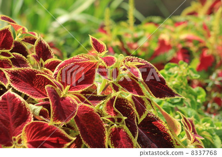 錦紫蘇 錦紫蘇 8337768