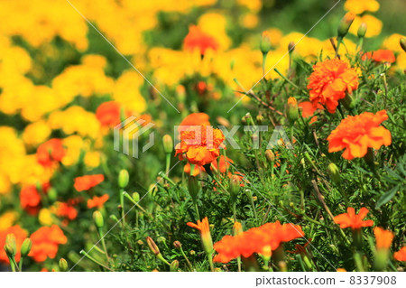 Two color marigold Two color marigold 8337908