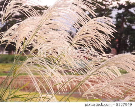 Fall landscape Fall landscape 8337949