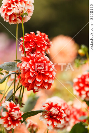 Colorful dahlia flower Colorful dahlia flower 8338156