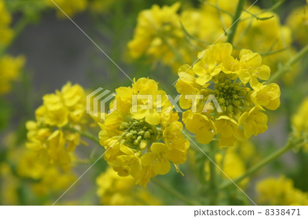 強姦開花 強姦開花 8338471