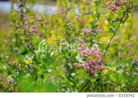 Hagi and the maiden flower 8338542