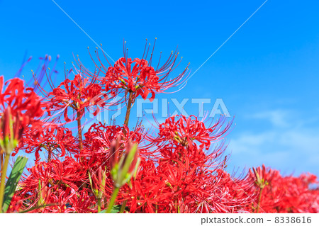 Cluster amaryllis 8338616
