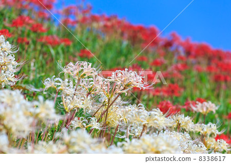 red and white spider lily 8338617