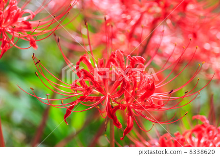 Cluster amaryllis 8338620