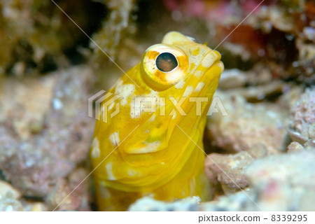 Joefish Joefish 8339295