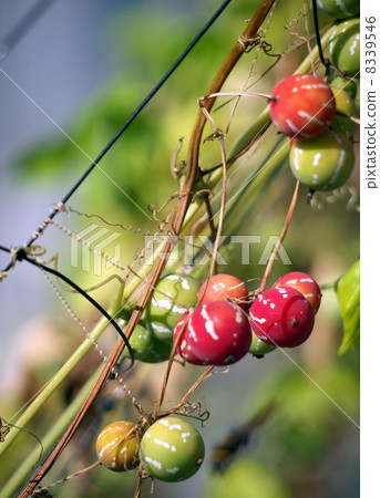 Okinawan melon 8339546