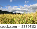 Rice field 8339562