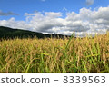 Rice ear of Hokkaido 8339563