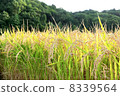 Rice field 8339564