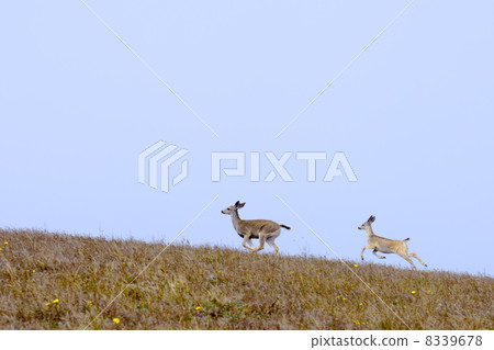 父母和孩子的奔跑的鹿 8339678