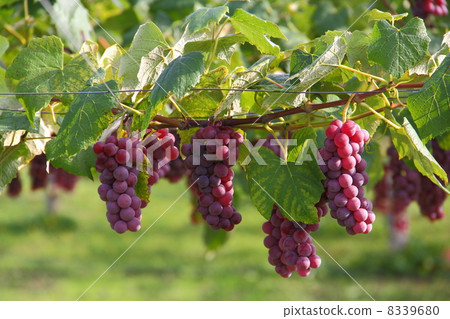 葡萄 8339680