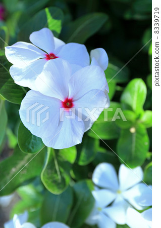 每日草 8339719