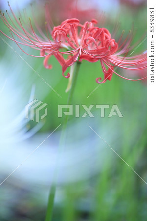 Cluster amaryllis 8339831