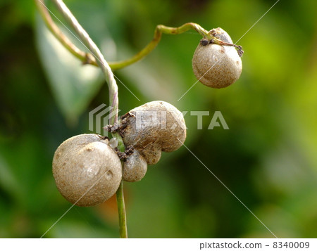 竹草 竹草 8340009