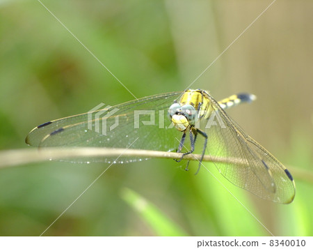 鹽卡拉通博 8340010