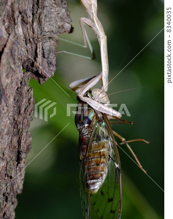 Mantis to predate Min-Min-gemi Mantis to predate Min-Min-gemi 8340035