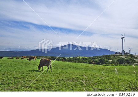 Chokai and grazing cattle 8340239
