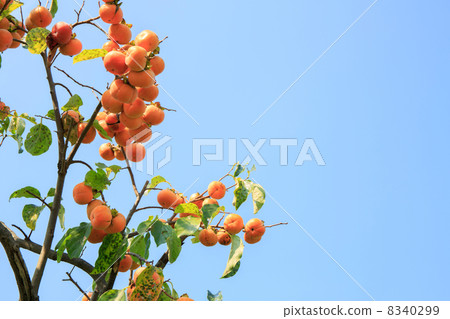 柿子堅果 8340299