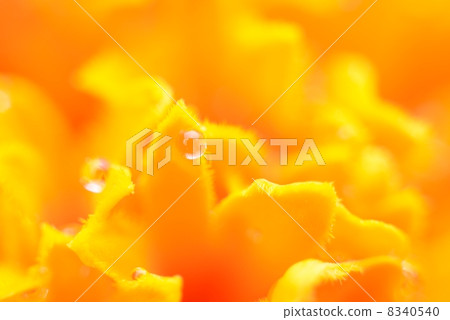 花瓣斑點波爾卡圓點 花瓣斑點波爾卡圓點 8340540