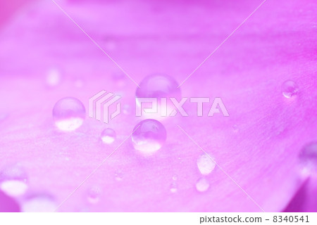 花瓣斑點波爾卡圓點 8340541