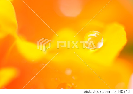 花瓣斑點波爾卡圓點 8340543