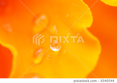 花瓣斑點波爾卡圓點 8340544