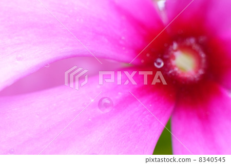 花瓣斑點波爾卡圓點 花瓣斑點波爾卡圓點 8340545