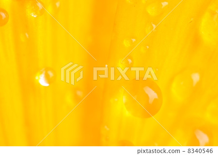 花瓣斑點波爾卡圓點 花瓣斑點波爾卡圓點 8340546