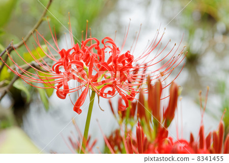Brilliant flower and bud of Kuishikawa Korakuen 8341455