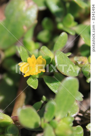 Flower of Portulaca oleracea 8341494